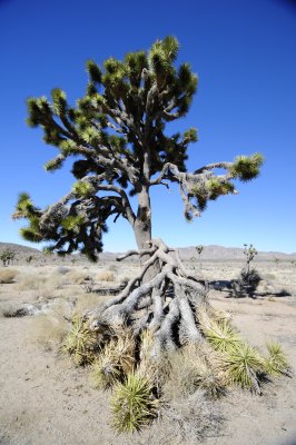 Broken Limb