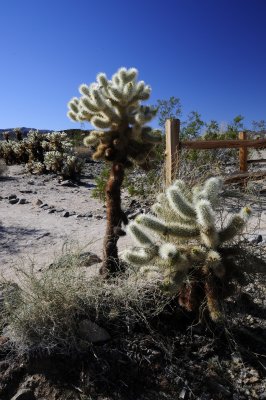 Cholla Garden Entry
