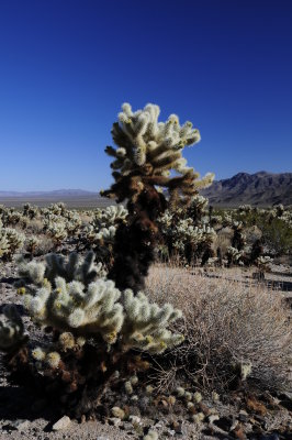 Cholla Garden