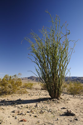 Ocotillo