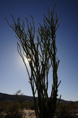 Backlit Ocotillo