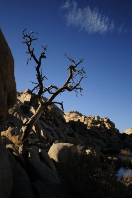 Barker Dam Tree