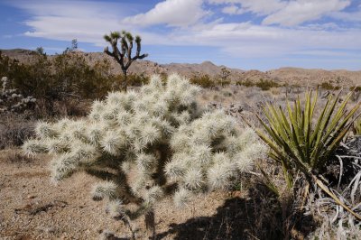 Cholla Cactus