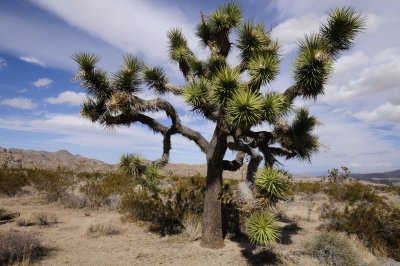 Joshua tree