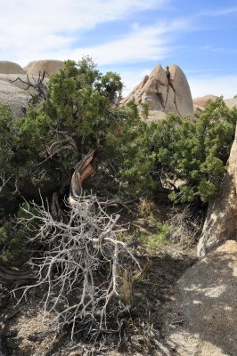 Trail near Skull Rock