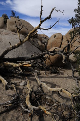 Dead Tree