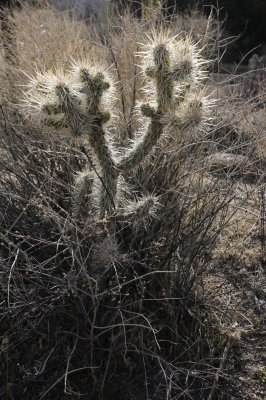Backlit Cholla Cactus