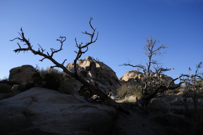 High Desert Tree