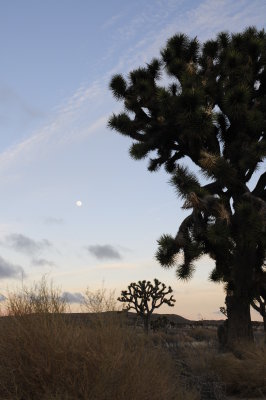 Joshua Tree National Park