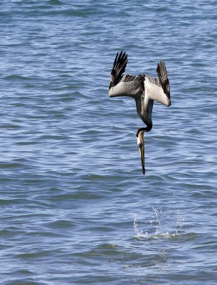 California Brown Pelican