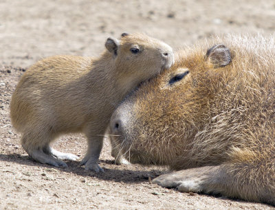 Capybaras