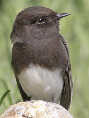 Black Phoebe