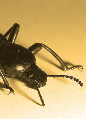 Darkling Beetle