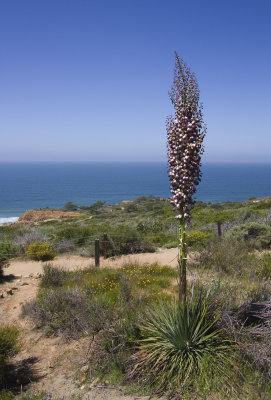 Yucca Plant