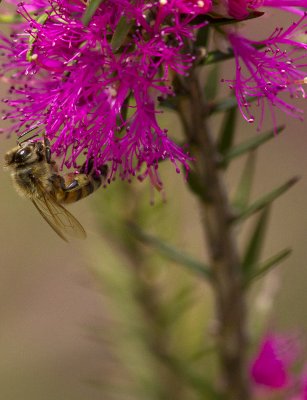 Violet Honey-Myrtle