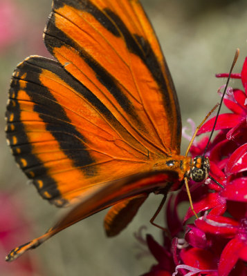 2011 Butterfly Jungle