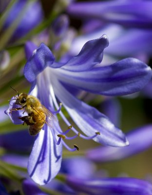 Agapanthus Flower and Honey Bee