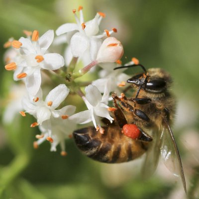 Wild Bee on Asparagus Fern Blossoms