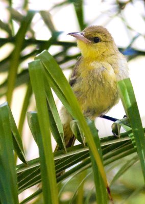 Hooded Oriole in Palms (female fledgling)