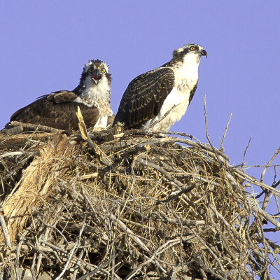 Pair of Ospreys