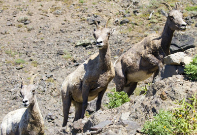 Big Horn Sheep