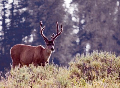 Mule Deer