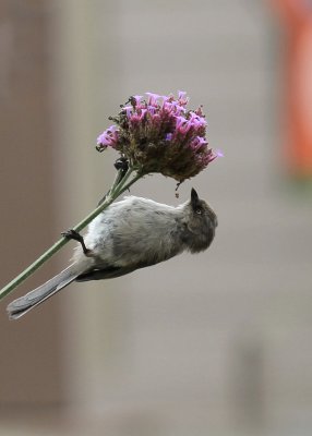 IMG_0252.jpg