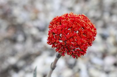 Scarlet Paintbrush