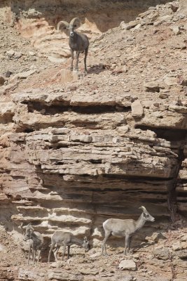 Desert Big Horn Sheep