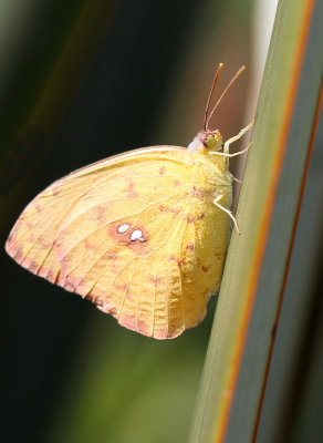 Clouded Sulfur Butterfly