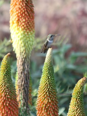 Allen's Hummingbird