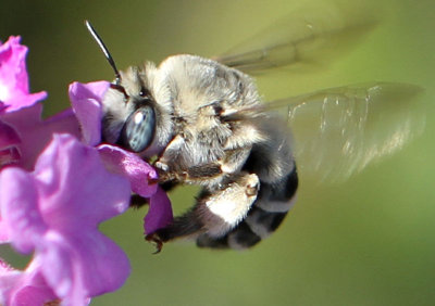 Blond, Blue-Eyed Bee