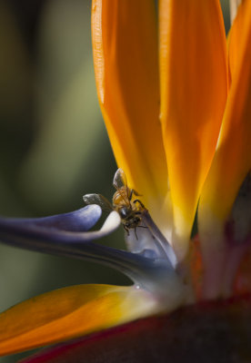 Bird of Paradise Flower
