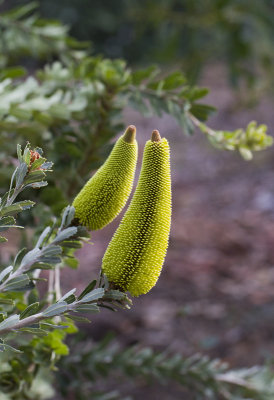 Solander's Banksia