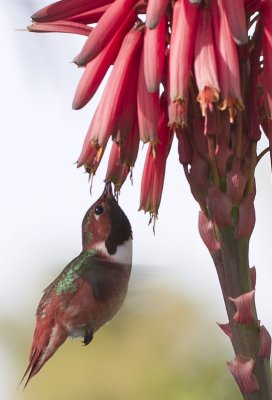 Allen's Hummingbird