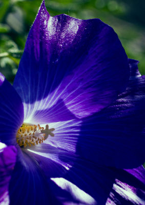 Blue Hibiscus	