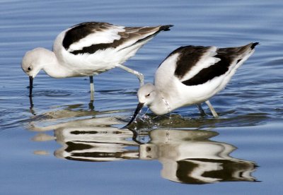 American Avocets