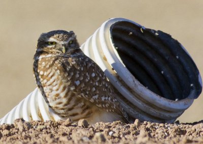 Burrowing Owl