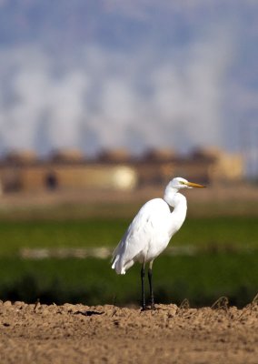 Great Egret