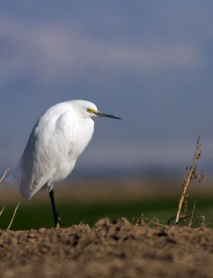 Snowy Egret