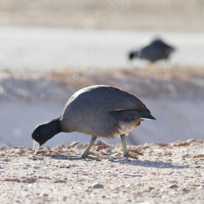 American Coot