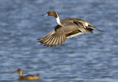 Northern Pintail