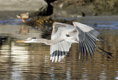 Great Blue Heron