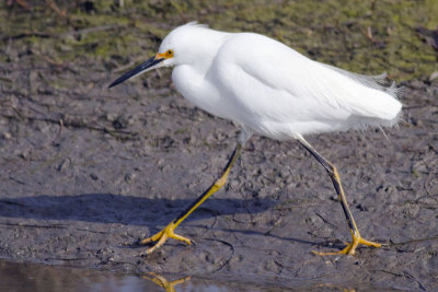 Snowy Egret 