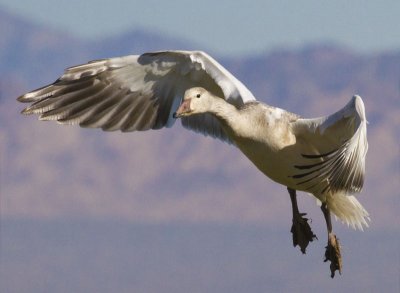 Snow Goose