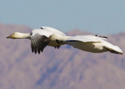 Snow Geese