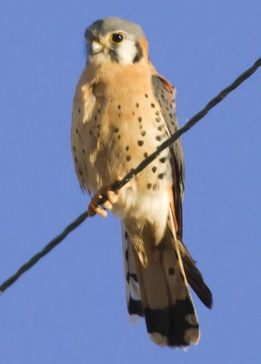 American Kestrel