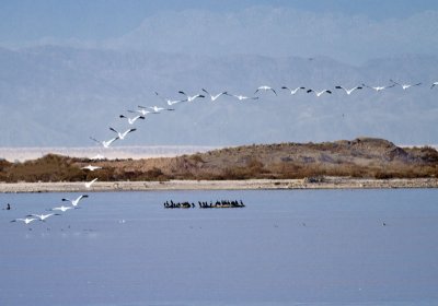 White Pelicans flying over Double-crested Cormorants