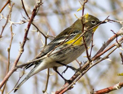 Yellow-rumped Warbler