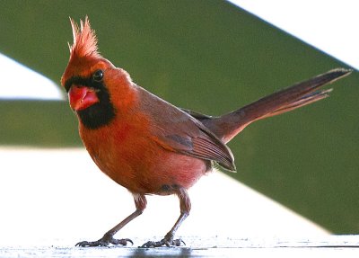 Northern Cardinal